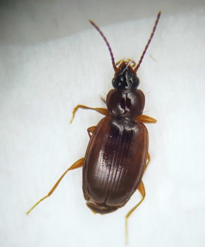 Trechus quadristriatus